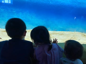 大分マリーンパレス水族館 「うみたまご」に投稿された画像（2020/8/16）