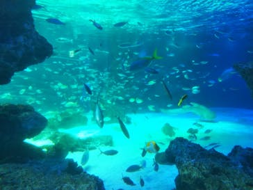 サンシャイン水族館に投稿された画像（2020/8/16）