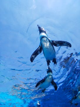 サンシャイン水族館に投稿された画像（2020/8/16）