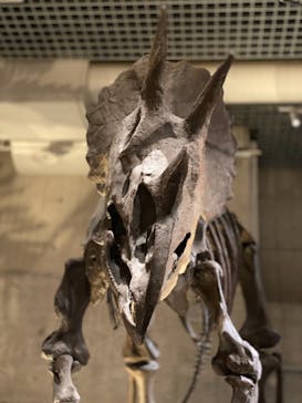 国立科学博物館に投稿された画像（2020/8/16）