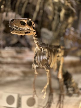 国立科学博物館に投稿された画像（2020/8/16）