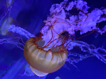 すみだ水族館に投稿された画像（2020/8/16）