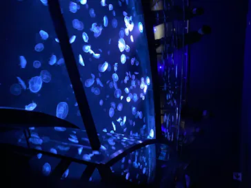 すみだ水族館に投稿された画像（2020/8/16）