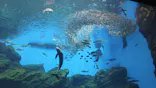 仙台うみの杜水族館に投稿された画像（2020/8/16）