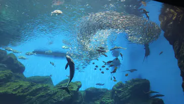 仙台うみの杜水族館に投稿された画像（2020/8/16）