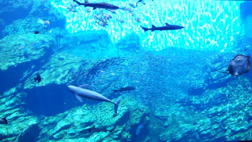 仙台うみの杜水族館に投稿された画像（2020/8/16）