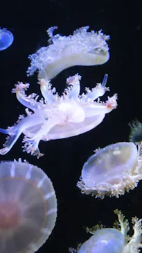 仙台うみの杜水族館に投稿された画像（2020/8/16）