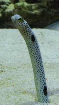 仙台うみの杜水族館に投稿された画像（2020/8/16）