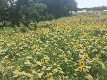 成田ゆめ牧場に投稿された画像（2020/8/16）