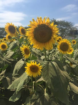 成田ゆめ牧場に投稿された画像（2020/8/16）