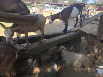 成田ゆめ牧場に投稿された画像（2020/8/16）