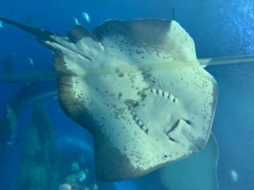 アクアワールド茨城県大洗水族館に投稿された画像（2020/8/16）