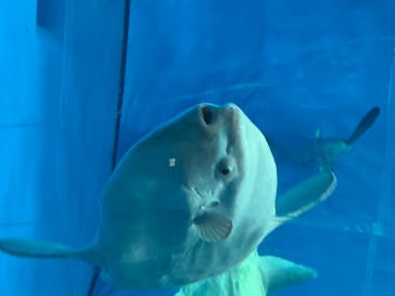 アクアワールド茨城県大洗水族館に投稿された画像（2020/8/16）