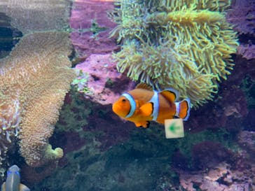 サンシャイン水族館に投稿された画像（2020/8/16）