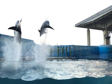 新江ノ島水族館に投稿された画像（2020/8/16）