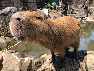 伊豆シャボテン動物公園に投稿された画像（2020/8/16）