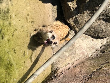 伊豆シャボテン動物公園に投稿された画像（2020/8/16）