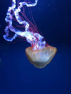 すみだ水族館に投稿された画像（2020/8/16）