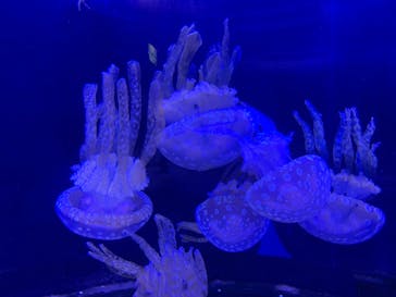 新江ノ島水族館に投稿された画像（2020/8/16）