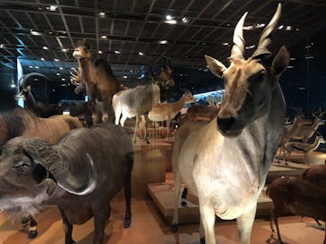 国立科学博物館に投稿された画像（2020/8/16）