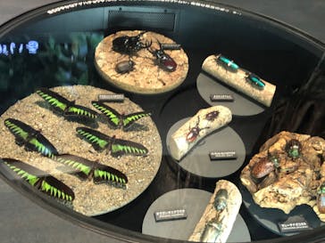 国立科学博物館に投稿された画像（2020/8/16）