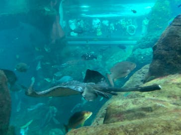 新江ノ島水族館に投稿された画像（2020/8/16）