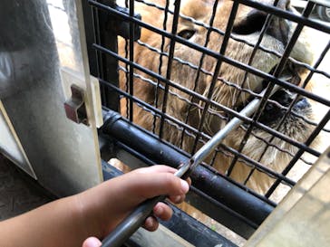 群馬サファリパークに投稿された画像（2020/8/16）