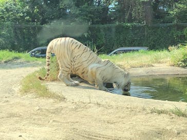 群馬サファリパークに投稿された画像（2020/8/16）