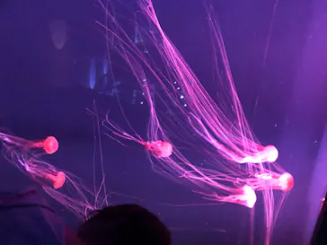 すみだ水族館に投稿された画像（2020/8/16）