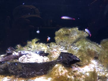 新江ノ島水族館に投稿された画像（2020/8/16）