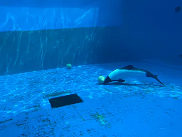 仙台うみの杜水族館に投稿された画像（2020/8/16）