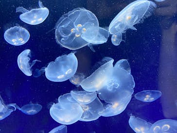 サンシャイン水族館に投稿された画像（2020/8/16）