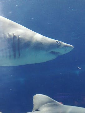 アクアワールド茨城県大洗水族館に投稿された画像（2020/8/16）