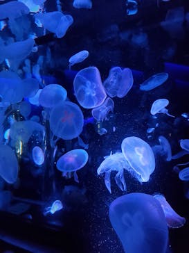 京都水族館に投稿された画像（2020/8/16）