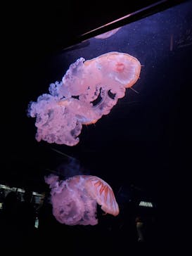 京都水族館に投稿された画像（2020/8/16）
