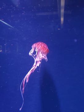 京都水族館に投稿された画像（2020/8/16）