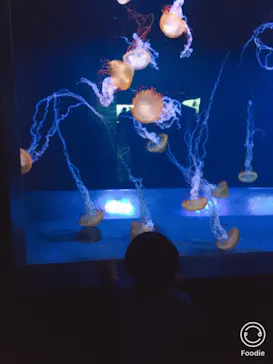 すみだ水族館に投稿された画像（2020/8/16）