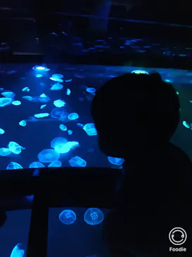 すみだ水族館に投稿された画像（2020/8/16）