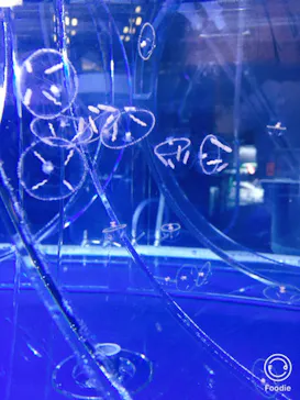 すみだ水族館に投稿された画像（2020/8/16）