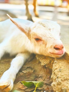 しろとり動物園に投稿された画像（2020/8/16）
