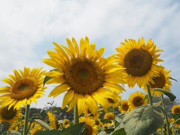 成田ゆめ牧場に投稿された画像（2020/8/16）