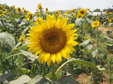 成田ゆめ牧場に投稿された画像（2020/8/16）