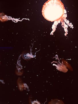 京都水族館に投稿された画像（2020/8/16）