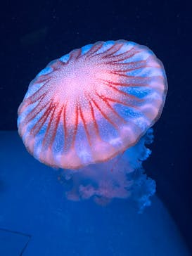 京都水族館に投稿された画像（2020/8/16）