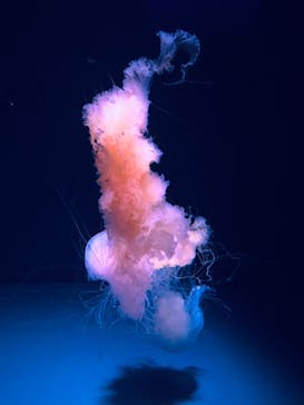 京都水族館に投稿された画像（2020/8/16）