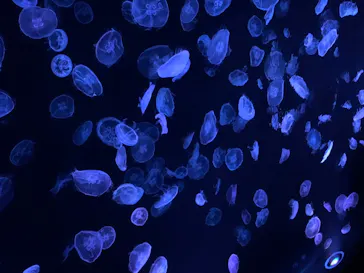 すみだ水族館に投稿された画像（2020/8/16）