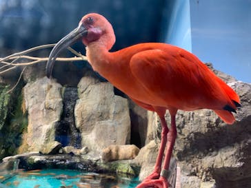 鳥羽水族館に投稿された画像（2020/8/16）
