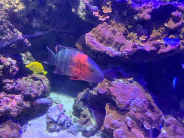 鳥羽水族館に投稿された画像（2020/8/16）