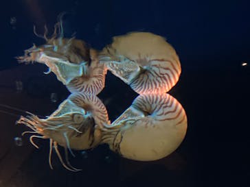 鳥羽水族館に投稿された画像（2020/8/16）