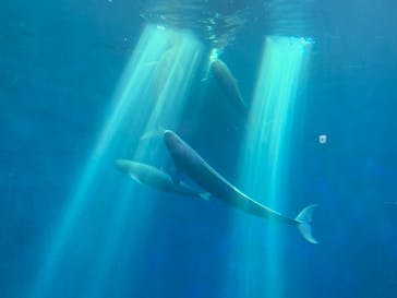 鳥羽水族館に投稿された画像（2020/8/16）